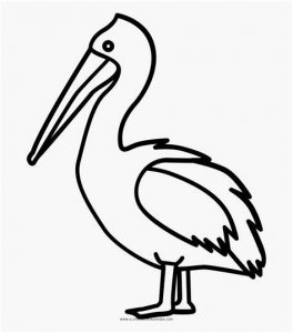 Dibujar Un Pelicano Fácil Paso a Paso
