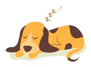 Cómo Dibujar Un Perro Durmiendo Fácil Paso a Paso