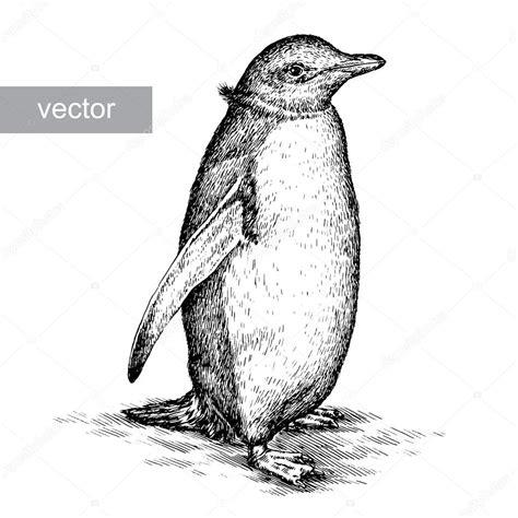 Cómo Dibujar Un Pinguino Realista Fácil Paso a Paso