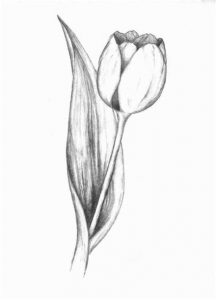 Dibuja Un Tulipan Paso a Paso Fácil