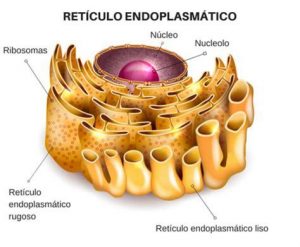 Cómo Dibujar El Reticulo Endoplasmatico Paso a Paso Fácil