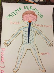 Cómo Dibujar El Sistema Nervioso Fácil Paso a Paso