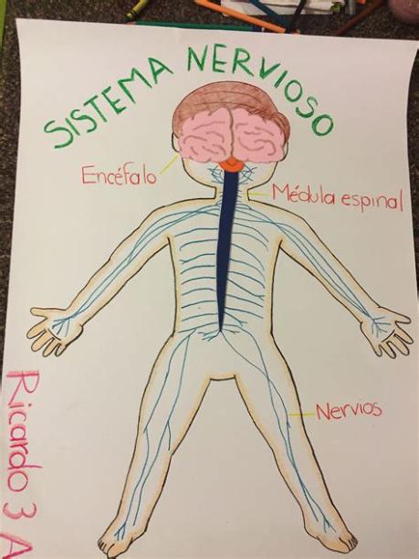 Cómo dibujar El Sistema Nervioso 】 Paso a Paso Muy Fácil 2023 - Dibuja Fácil