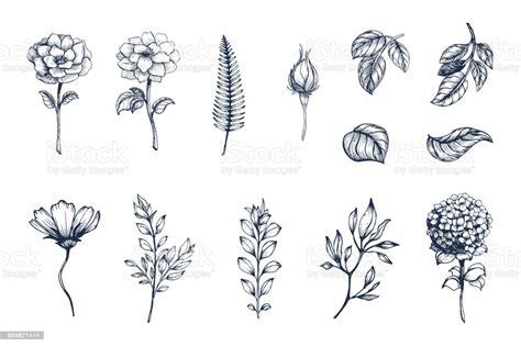 plant illustration  Google Search  Plant drawing Plant illustration  Drawings