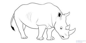 Cómo Dibuja Rinoceronte Fácil Paso a Paso