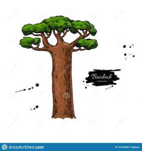 Dibuja Un Baobab Paso a Paso Fácil