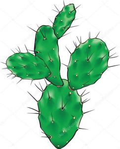 Cómo Dibujar Un Cactus Realista Paso a Paso Fácil