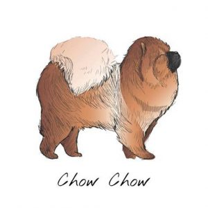 Dibujar Un Chow Chow Paso a Paso Fácil