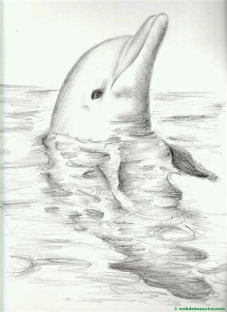 Dibujar Un Delfín Realista Fácil Paso a Paso