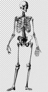 Dibujar Un Esqueleto En Ropa Fácil Paso a Paso