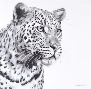 Cómo Dibuja Un Leopardo Realista Paso a Paso Fácil