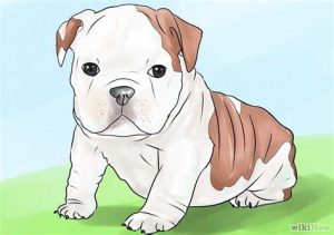 Cómo Dibujar Un Perro Bulldog Ingles Fácil Paso a Paso