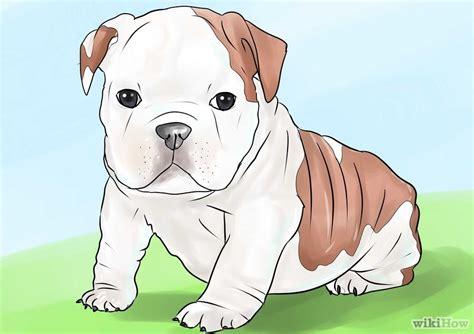 Cómo Dibujar Un Perro Bulldog Ingles Fácil Paso a Paso