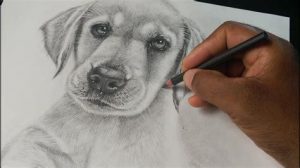 Dibujar Un Perro Labrador Realista Fácil Paso a Paso