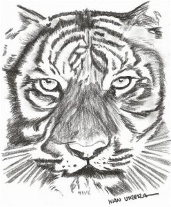 Dibujar Un Tigre A Carboncillo Paso a Paso Fácil