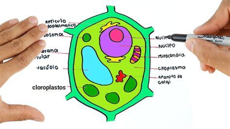 Dibujar Una Celula Eucariota Vegetal Paso a Paso Fácil