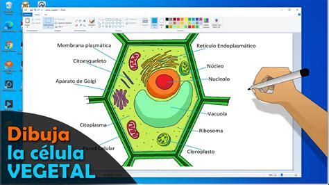 Cómo dibujar Una Celula Vegetal 】 Paso a Paso Muy Fácil 2023 - Dibuja Fácil