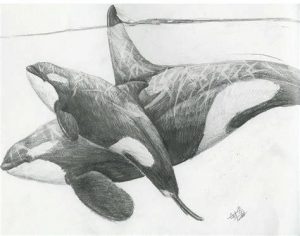 Dibujar Una Orca Realista Fácil Paso a Paso