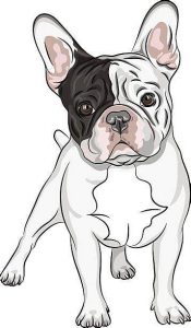 Cómo Dibuja A Un Bulldog Frances Fácil Paso a Paso