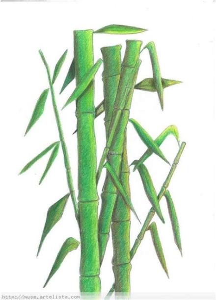 Cómo Dibuja Cañas De Bambu Paso a Paso Fácil