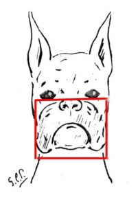 Cómo Dibujar El Hocico De Un Perro Fácil Paso a Paso