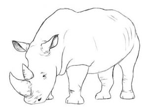 Cómo Dibuja En Rhinoceros Paso a Paso Fácil