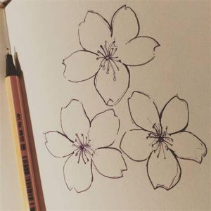 Dibujar Sakura Flor Paso a Paso Fácil