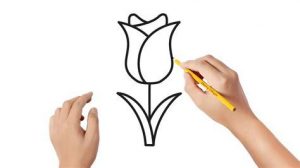 Cómo Dibujar Tulipanes Paso a Paso Fácil