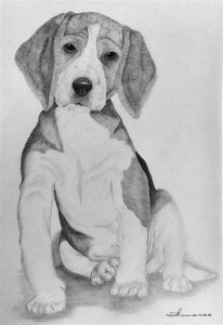 Dibuja Un Beagle Fácil Paso a Paso