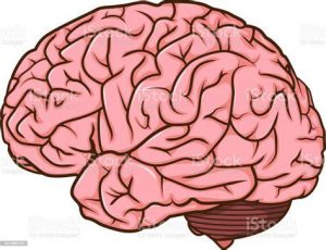Cómo Dibujar Un Cerebro Humano Paso a Paso Fácil