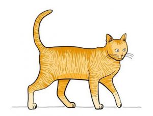 Dibujar Un Gato Andando Fácil Paso a Paso