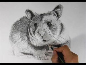 Dibuja Un Hamster Realista Paso a Paso Fácil