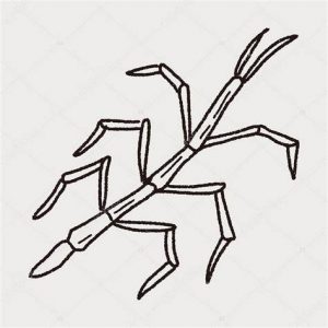 Dibujar Un Insecto Palo Paso a Paso Fácil
