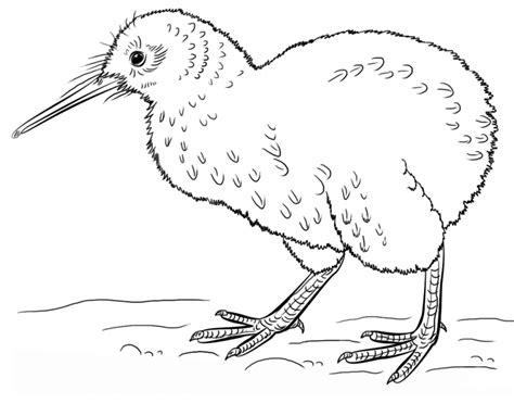 Dibujar Un Kiwi Animal Fácil Paso a Paso