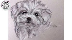 Dibujar Un Perro Bichon Maltes Paso a Paso Fácil