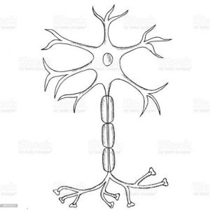 Dibuja Una Neurona Fácil Paso a Paso