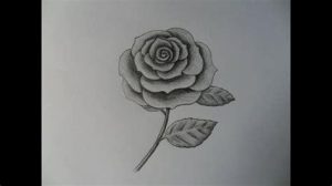 Dibujar Una Rosa Muy Fácil Paso a Paso