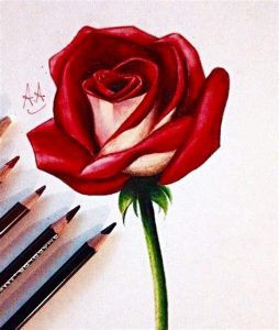 Dibujar Una Rosa Realista A Color Fácil Paso a Paso