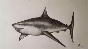 Cómo Dibujar A Un Tiburon Blanco Fácil Paso a Paso