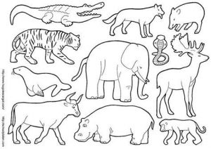 Dibujar Animales Carnivoros Paso a Paso Fácil