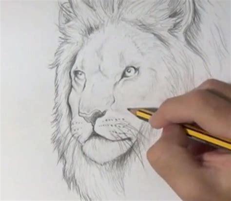 Dibujar Animales Reales Fácil Paso a Paso