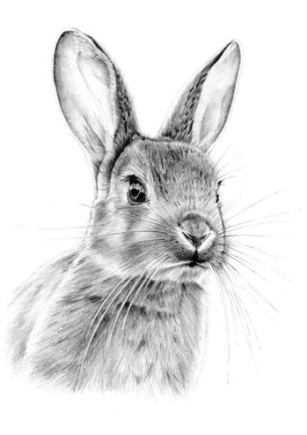 Dibujar Conejos Realistas Paso a Paso Fácil
