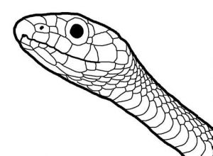 Dibuja La Cabeza De Una Serpiente Fácil Paso a Paso