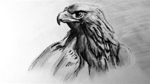 Cómo Dibujar Un Aguila Realista Paso a Paso Fácil
