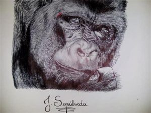 Dibuja Un Gorila Realista Fácil Paso a Paso