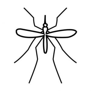 Dibujar Un Mosquito Fácil Paso a Paso