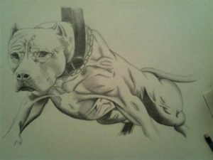 Dibujar Un Perro Pitbull Realista Paso a Paso Fácil