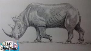 Cómo Dibuja Un Rinoceronte Realista Paso a Paso Fácil
