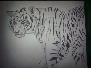 Dibuja Un Tigre Blanco Paso a Paso Fácil