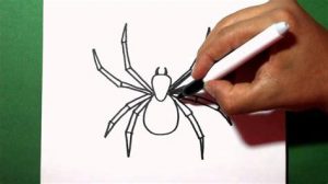 Cómo Dibujar Una Araña Real Paso a Paso Fácil